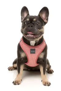 FuzzYard Step In Harness - Thornbury - Brick Red XS - img 3