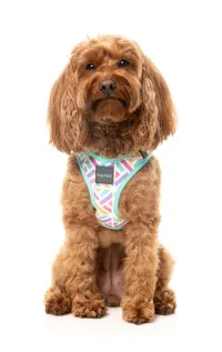 FuzzYard Step In Harness - Bubblegum Burst M - img 3