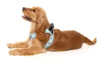 FuzzYard Step In Harness - Mint Fizz XXS - img 5