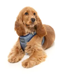 FuzzYard Step In Harness - Thornbury - Aegean Blue XXS - img 3