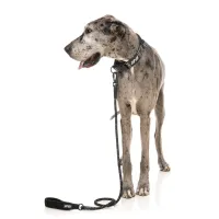 FY Active Rope Lead - Black - img 3
