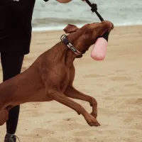 FY Active Dog Toy - Fetch N Float - Peach - img 3