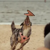 FY Active Dog Toy - Flyer - Peach - img 3