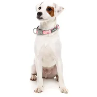 FuzzYard Dog Collar - Pink Lemonade L - img 2