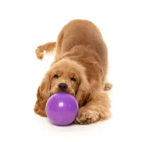 FuzzYard Interactive Chew Toy - Truth Tellin' Treat Ball - img 3