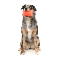 FuzzYard Interactive Chew Toy - Pina Coolada Freeze - img 3