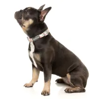 FuzzYard Dog Collar - Yazd M - img 3
