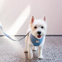 FuzzYard LIFE Cotton Step In Harness - French Blue XS - img 3