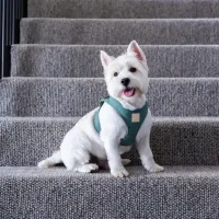 FuzzYard LIFE Cotton Step In Harness - Myrtle Green XL - img 3