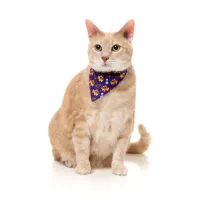 FuzzYard Cat Fashion Pack - Caturday Night Fever - img 2