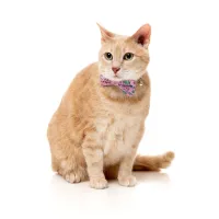 FuzzYard Cat Fashion Pack - Meowcarons - img 3