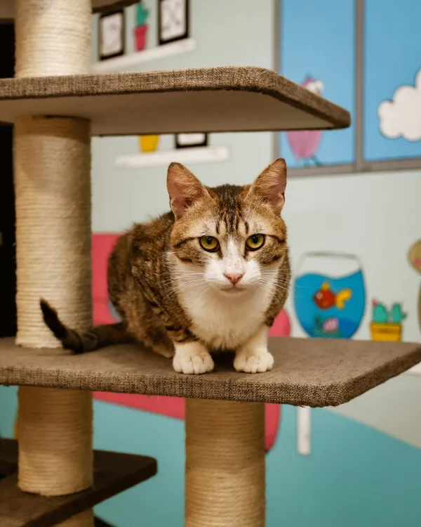 Pet Corner - Image 1