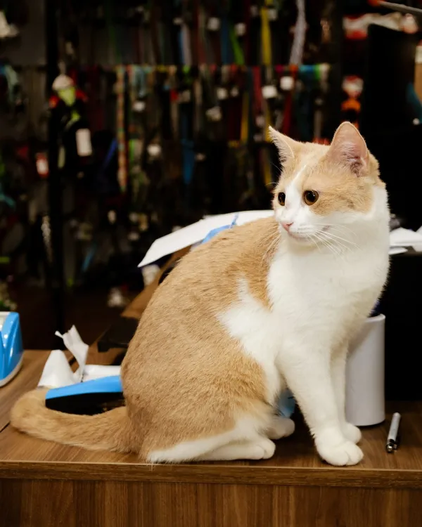 Pet Corner - Image 4
