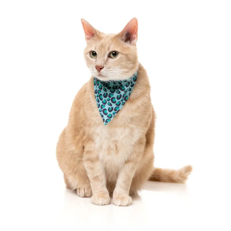 FuzzYard Cat Fashion Pack - Wild One - Aqua - img 2