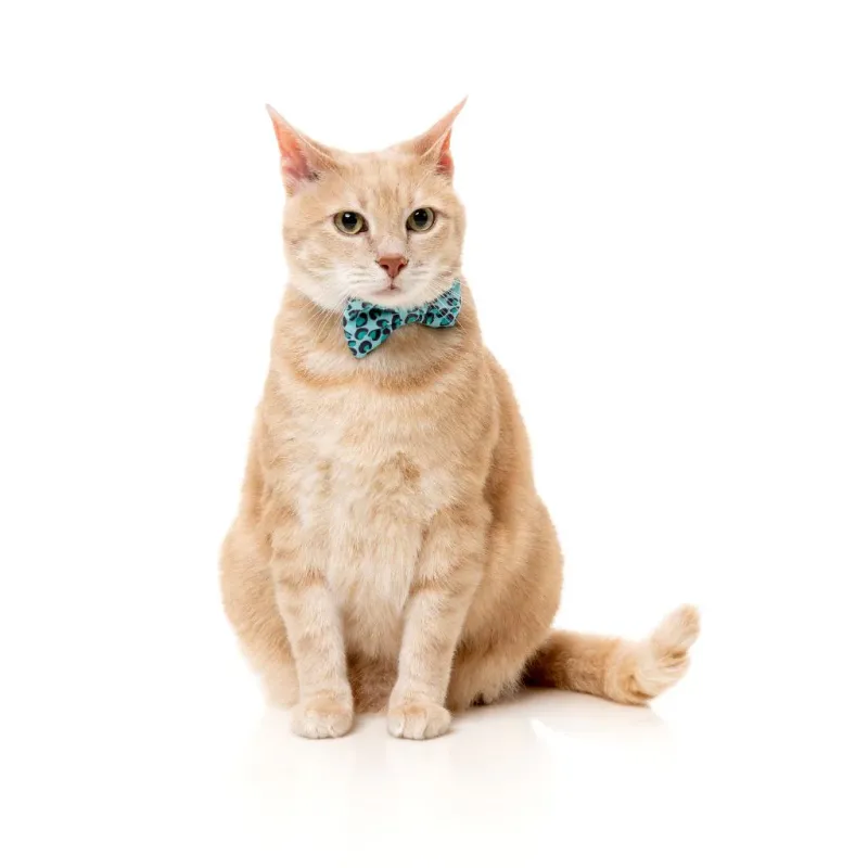 FuzzYard Cat Fashion Pack - Wild One - Aqua - img 3