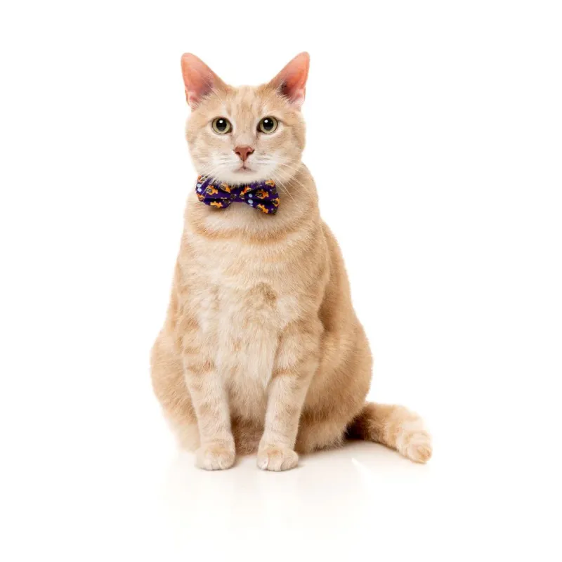 FuzzYard Cat Fashion Pack - Caturday Night Fever - img 3
